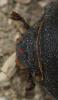 249778 – Photo : Edith Konik – France (32)
